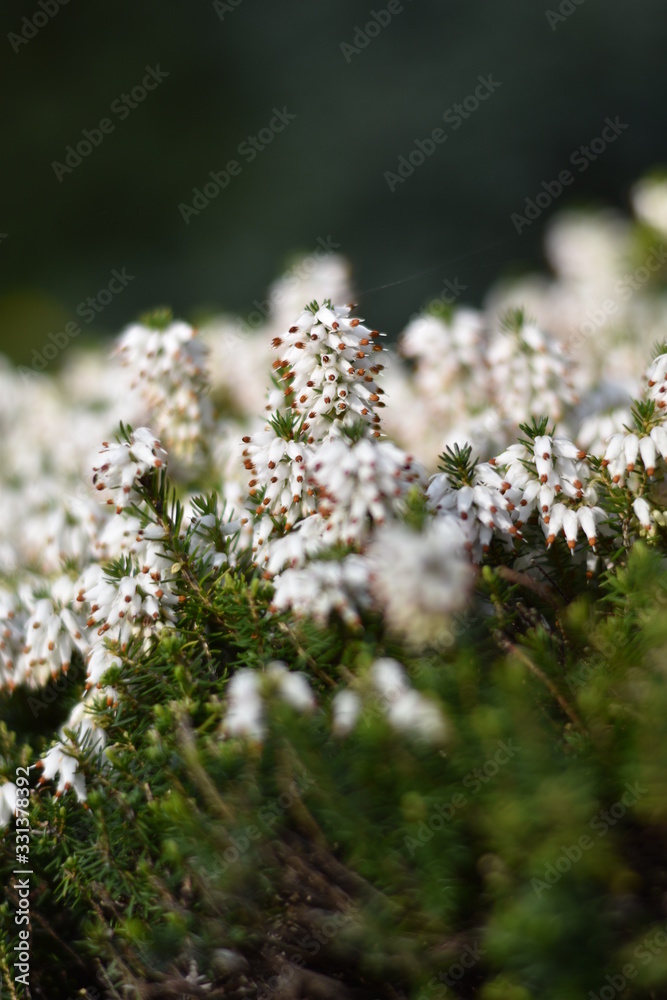 Schneeheide (Erica carnea) Schneeheide (Erica carnea)