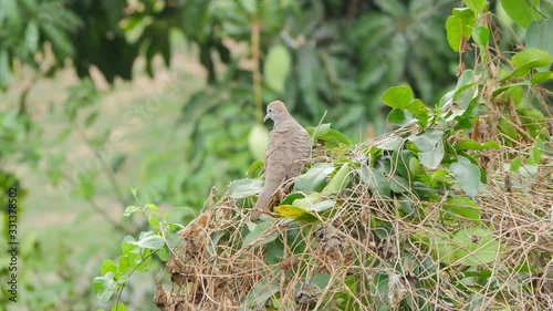 Zebra dove or barred ground dove (Geopelia striata) standing on top of the tree and then fly away.