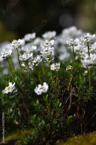 Immergrüne Schleifenblume (Iberis sempervirens)