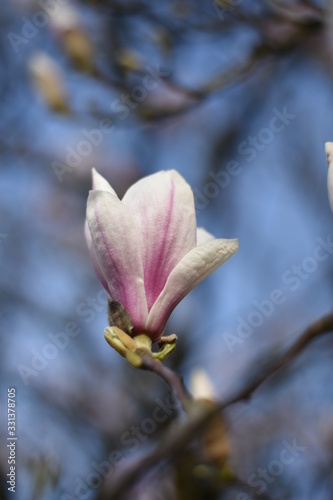 Magnolienblüte (Magnolia) © summersum