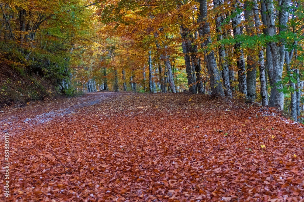 Naklejka premium forest