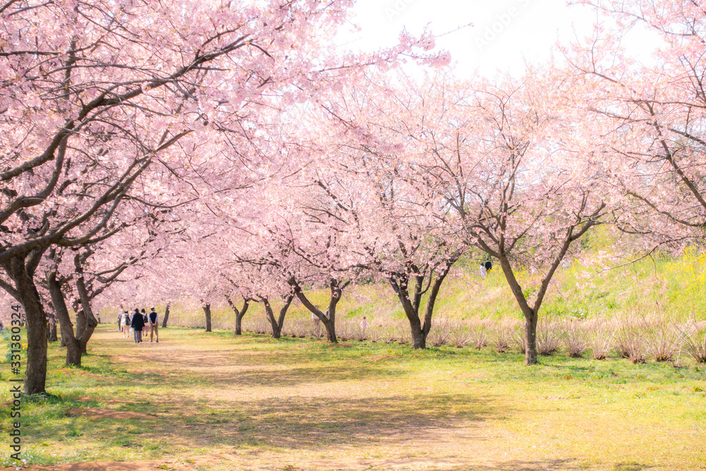 Beautiful landscape of cherry blossom trees in rural area in Saitama, Japan during springtime. Beautiful landscape of cherry blossom trees in rural area in Saitama, Japan during springtime.