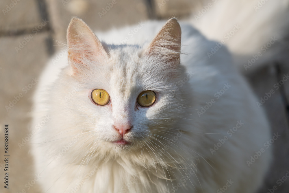 Cute white stray cat portrait
