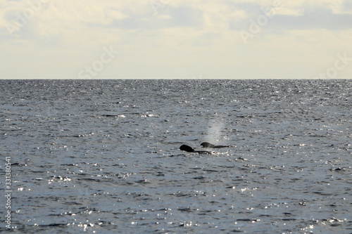 Wallpaper Mural pilot whales swimming in atlantic ocean in front of la gomera, canary islands in spain Torontodigital.ca