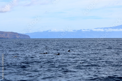 pilot whales swimming in atlantic ocean in front of teide  tenerife  canary islands in spain
