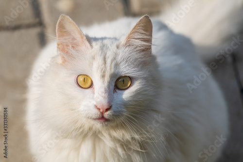 Cute white stray cat portrait