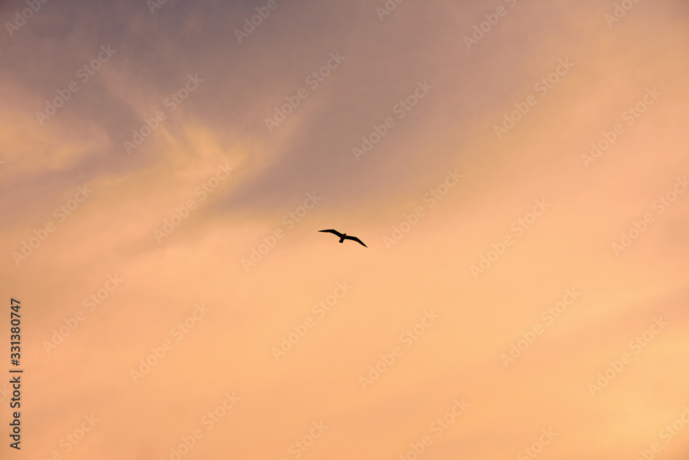 Fototapeta premium Seagull silhouette over golden sky