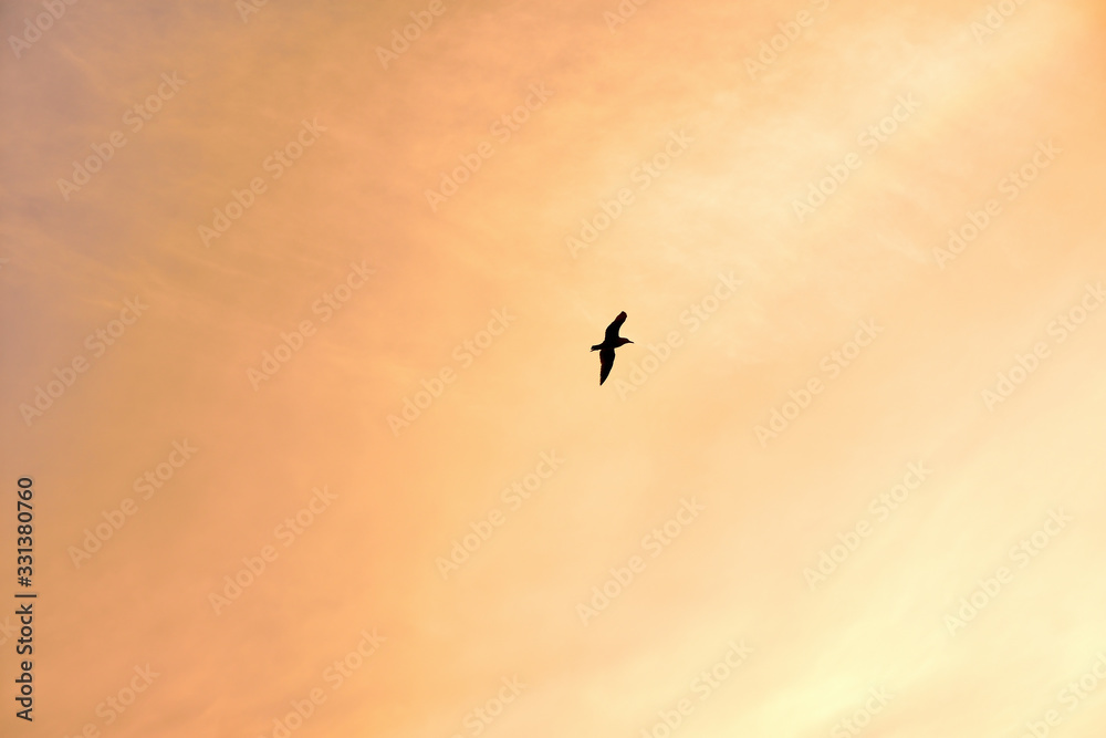 Seagull silhouette over golden sky