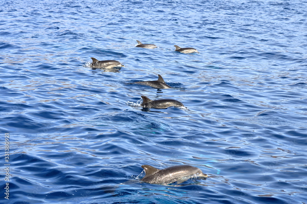 dolphins swimming in atlantic ocean in front of la gomera, canary islands in spain dolphins swimming in atlantic ocean in front of la gomera, canary islands in spain