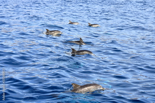 dolphins swimming in atlantic ocean in front of la gomera  canary islands in spain