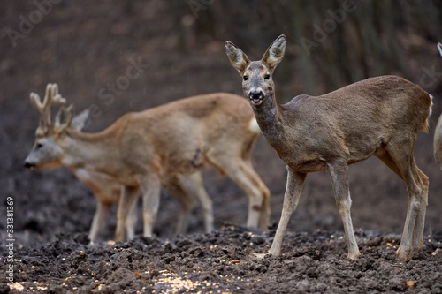 Roe deer group in the forest