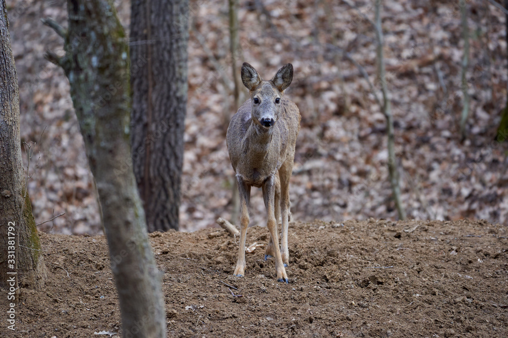 Roe deer group in the forest