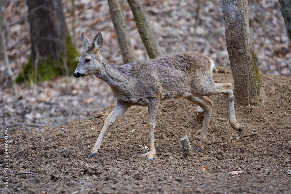 Fototapeta premium Roe deer group in the forest