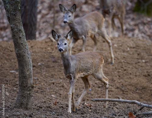 Roe deer group in the forest