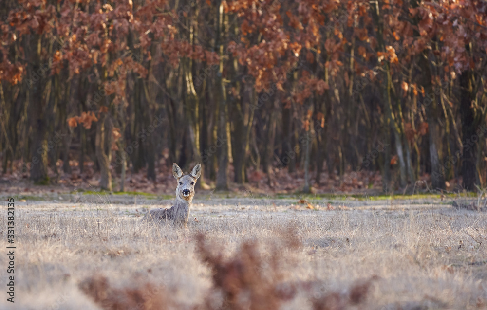 Fototapeta premium Beautiful roe deer