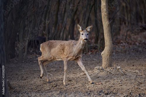 Beautiful roe deer