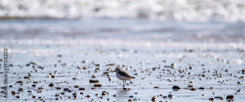  Vendée: Plover with interrupted collar or Gravelot with interrupted collar (Charadrius alexandrinus) on the beach of Brétignolles sur mer.