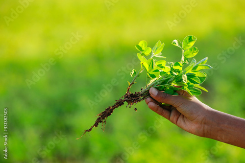 Fenugreek plant with root in hand photo