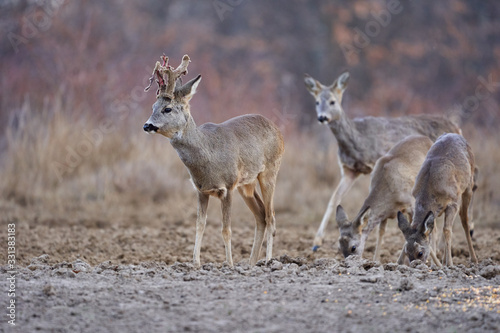 Roe deer group in the forest