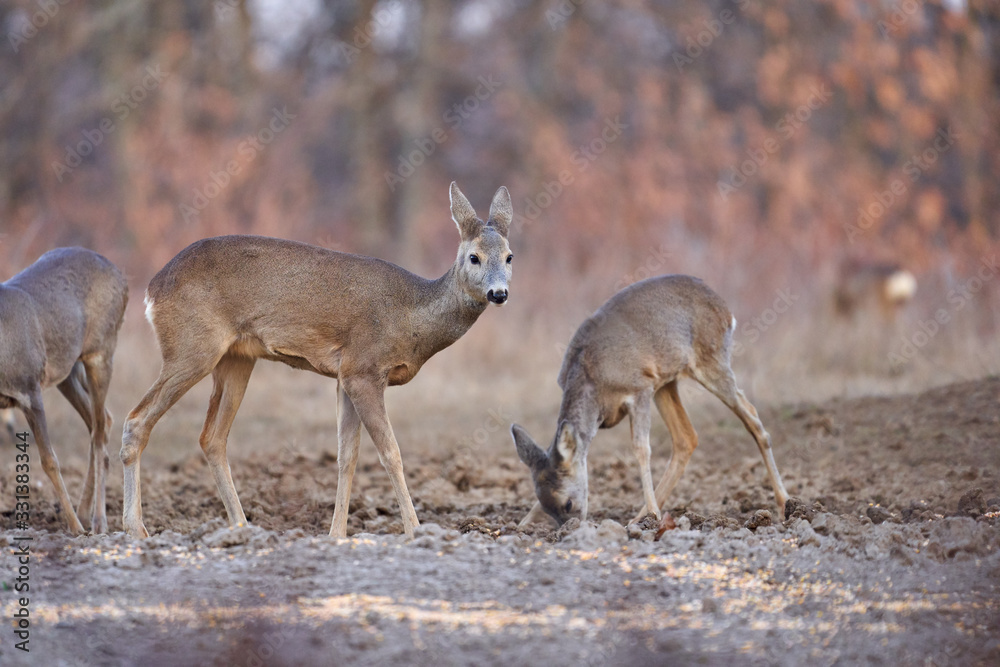 Roe deer group in the forest Roe deer group in the forest