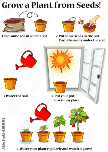 Diagram showing how to grow plant from seeds