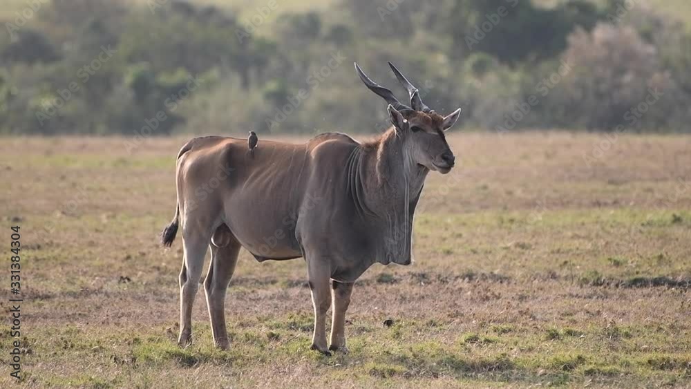Large eland bull shaking head and swishing tale in the Maasai Mara Reserve in Kenya. Large eland bull shaking head and swishing tale in the Maasai Mara Reserve in Kenya.