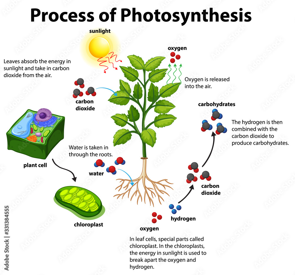Diagram showing process of photosynthesis with plant and cells Stock