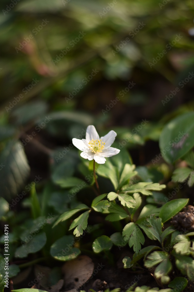 Buschwindröschen (Anemone nemorosa) Buschwindröschen (Anemone nemorosa)