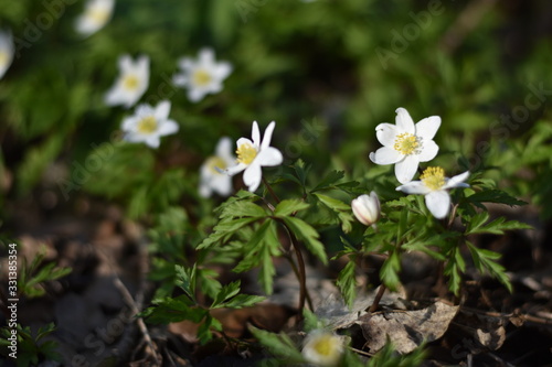 Buschwindröschen (Anemone nemorosa)