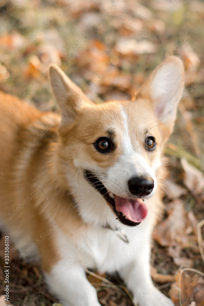 portrait of a small dog portrait of a small dog