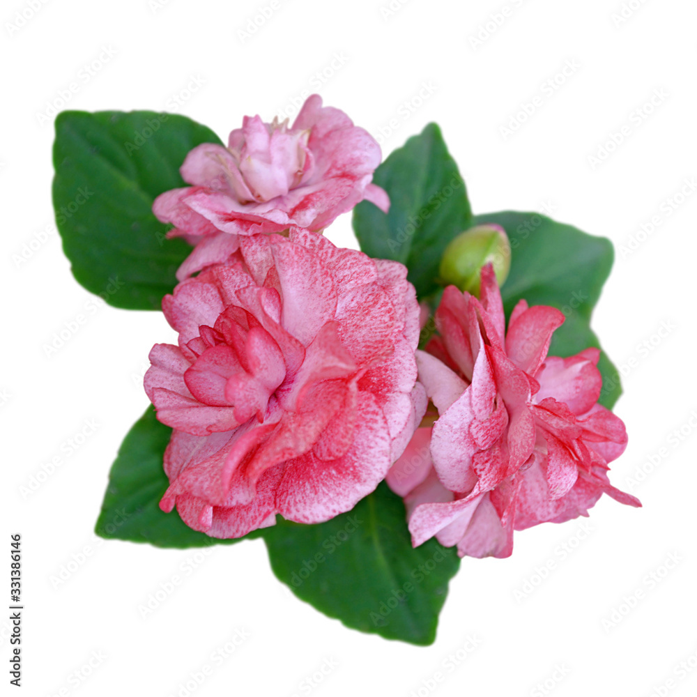 Beautiful pink flowers isolated on a white background Beautiful pink flowers isolated on a white background