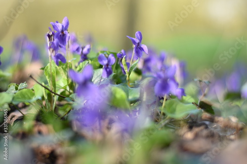 Blühende Veilchen (Viola) photo