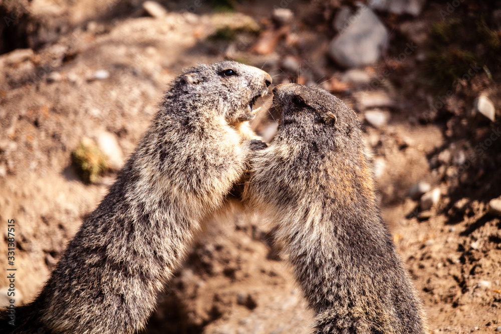 Fototapeta premium Murmeltier 02