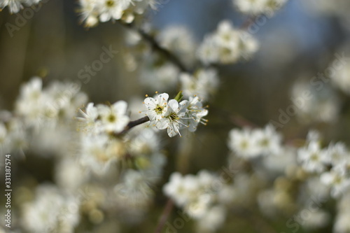 Schlehdorn-Blüten (Prunus spinosa) © summersum
