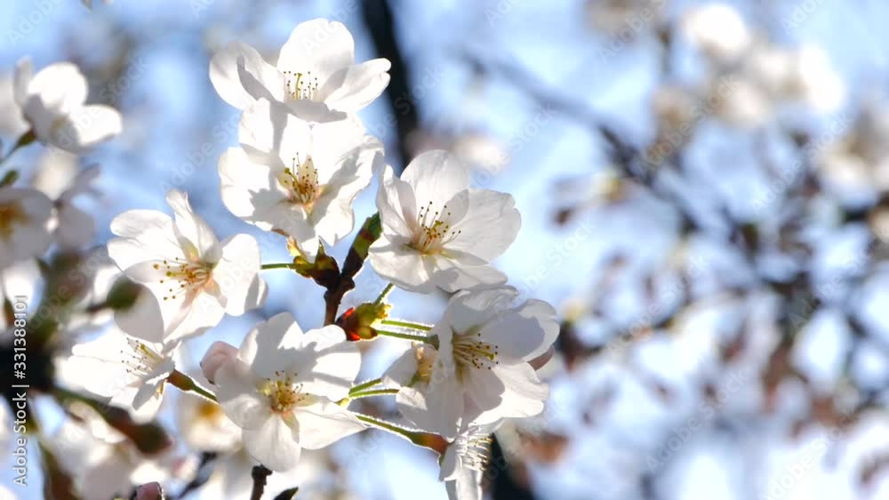 春の日本の桜と花見