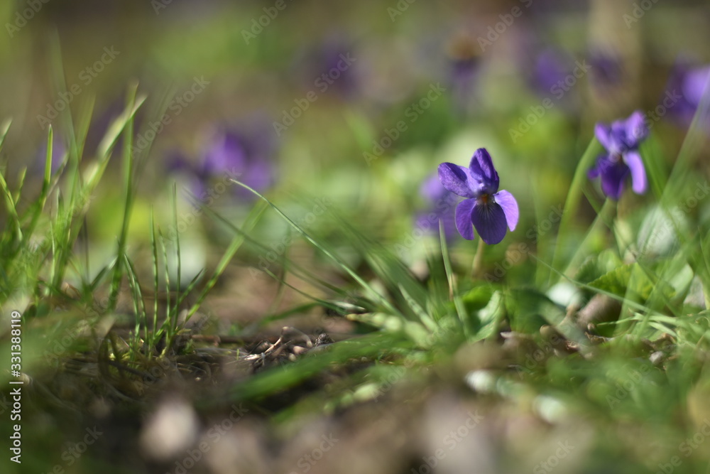 Blühende Veilchen (Viola) Blühende Veilchen (Viola)