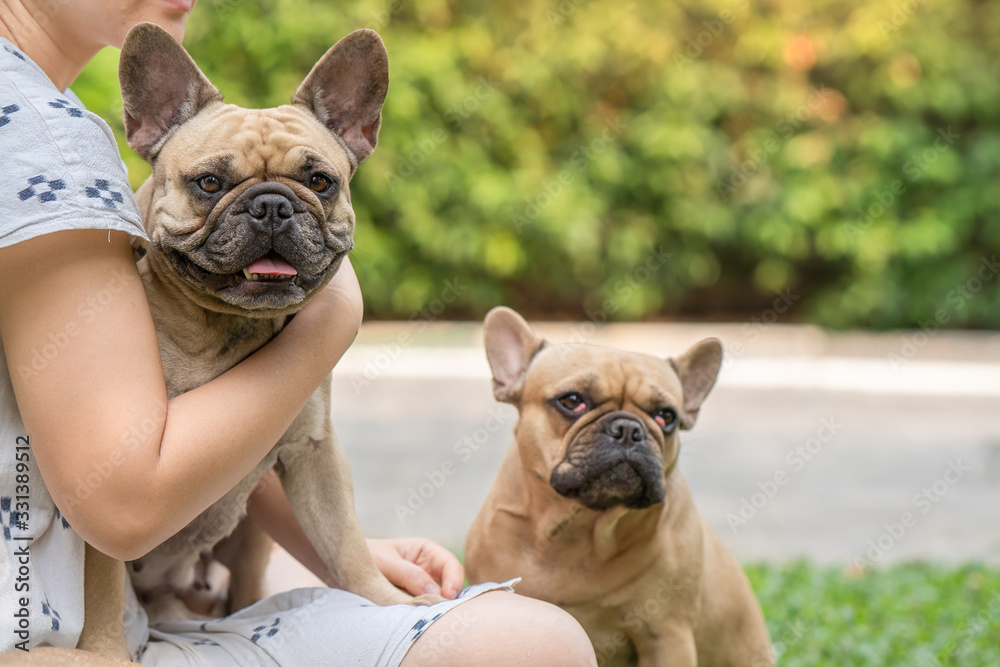 French bulldog sitting on owners lap at garden.