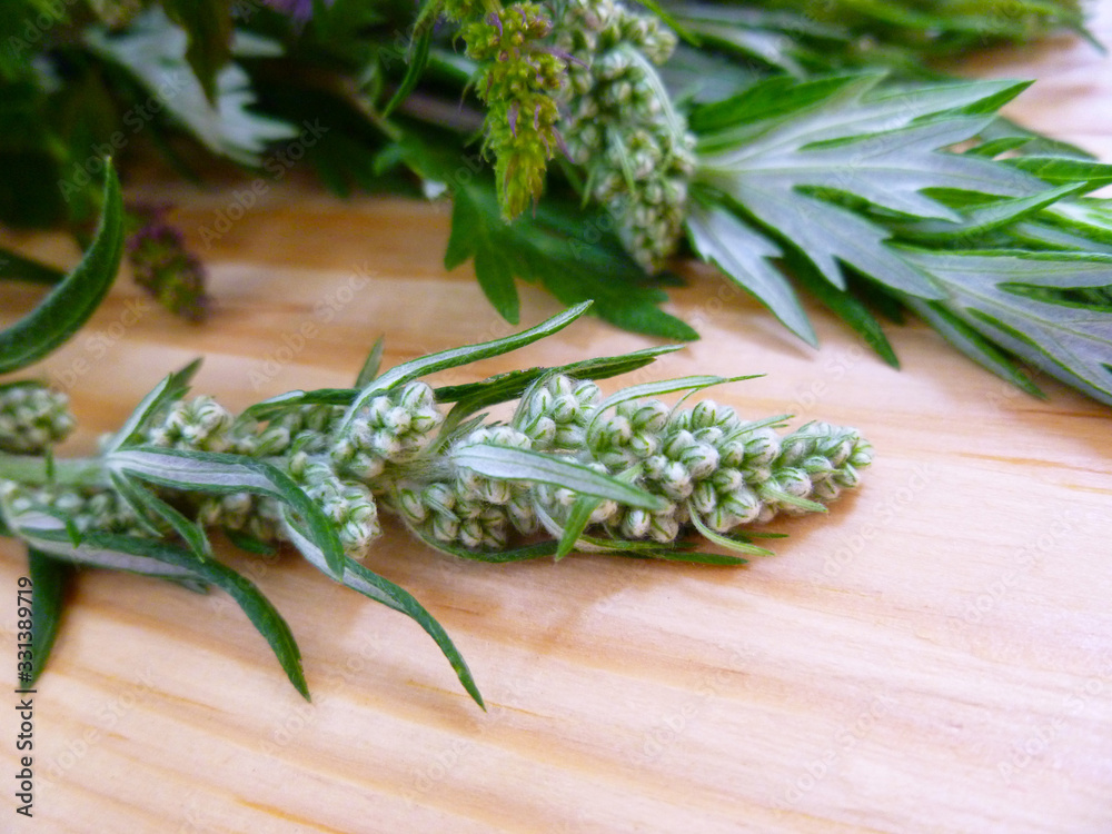 Wormwood herb (Artemisia absinthium, absinthe, absinthium, sagebrush