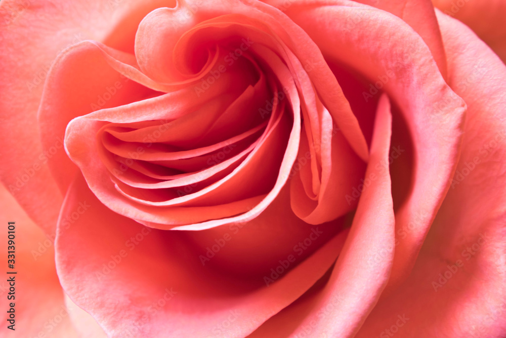 Fresh beautiful rose. Close up. Concept image for a greeting card. Abstract background pink Bud. Fresh beautiful rose. Close up. Concept image for a greeting card. Abstract background pink Bud.