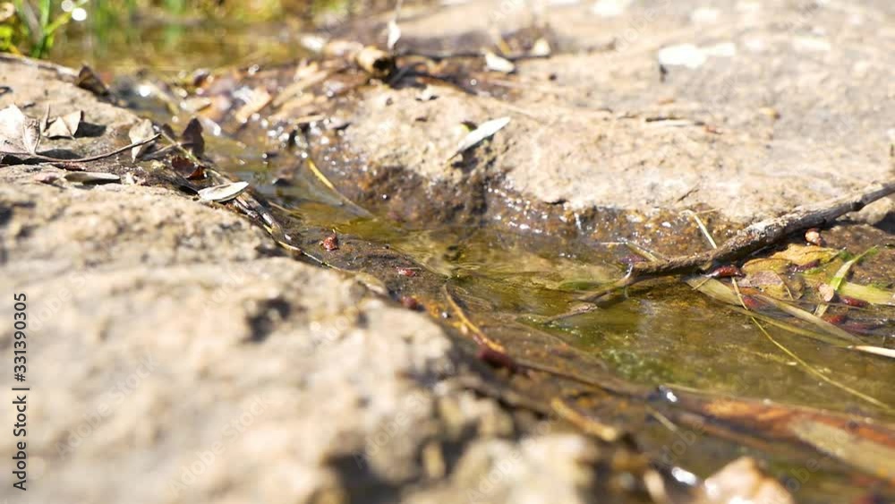 stream in forest stream in forest