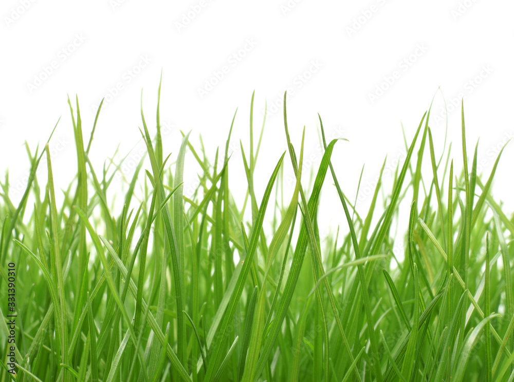 Naklejka zielona trawa granica na białym tle
