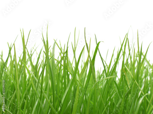 green grass border isolated on white
