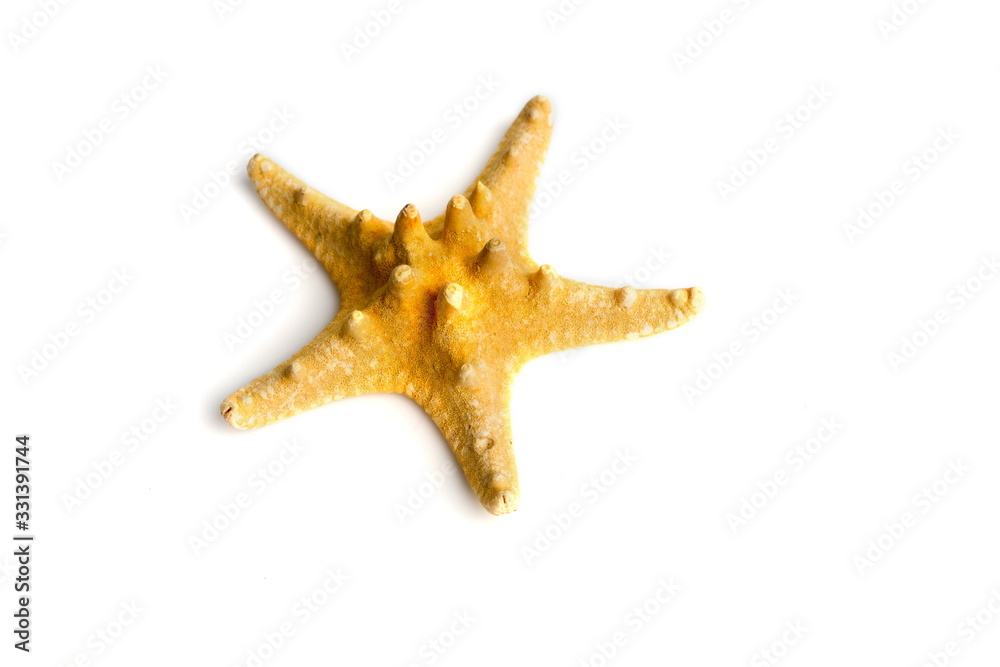 starfish on white starfish on white