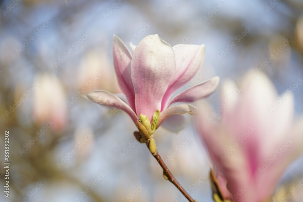 Close up of delicate white pink Magnolia blossom at Magnolia tree in spring Close up of delicate white pink Magnolia blossom at Magnolia tree in spring
