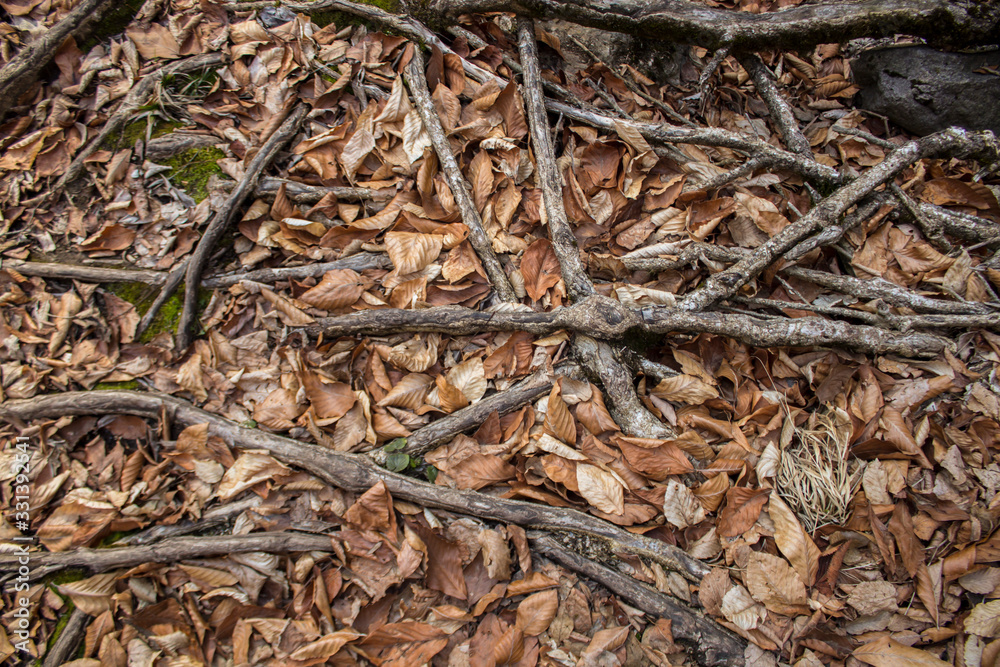 autumn leaves covered roots autumn leaves covered roots
