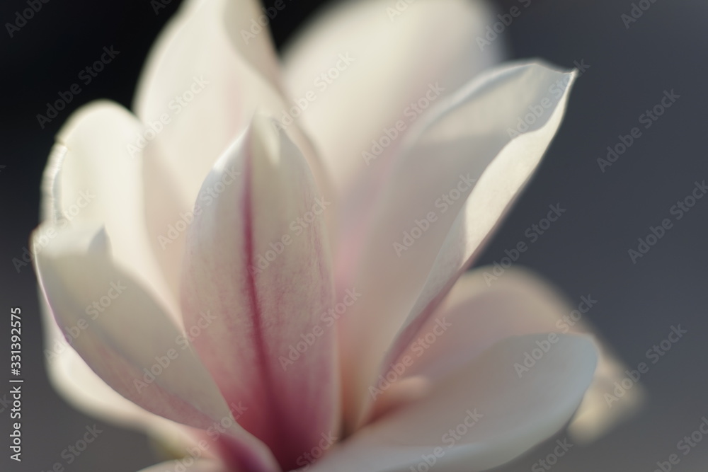 Close up of delicate white pink Magnolia blossom at Magnolia tree in spring 