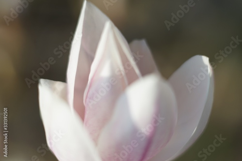Fototapeta Naklejka Na Ścianę i Meble -  Close up of delicate white pink Magnolia blossom at Magnolia tree in spring 