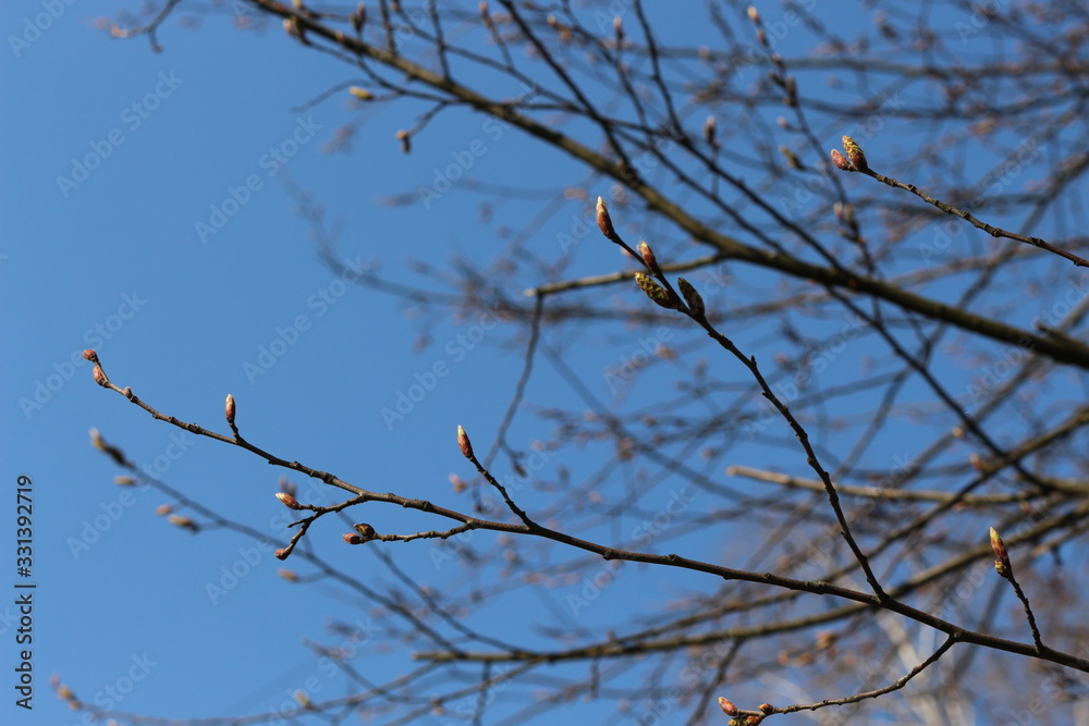 Obraz premium The buds are swollen in the trees and young leaves will appear soon