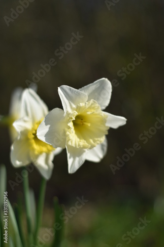 Narzissen (Narcissus)