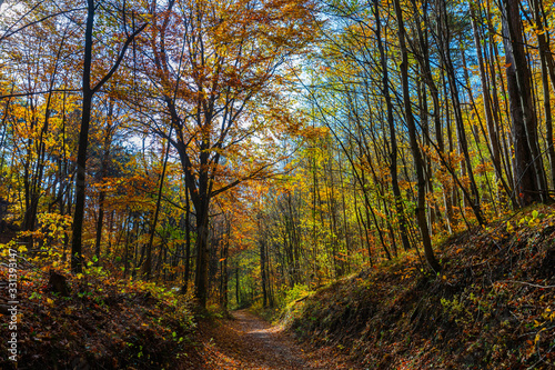 Fototapeta Naklejka Na Ścianę i Meble -  colorful autumn forest